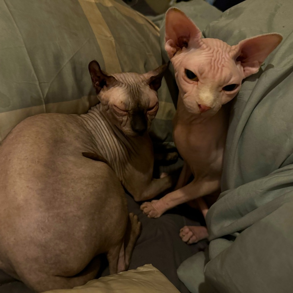 Meet your Posher, Sasha